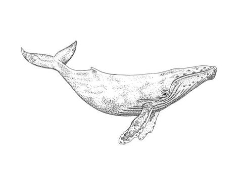 Whale Line Drawing, Humpback Whale Tattoo, Whale Outline, Whale Sketch, Whale Pictures, Whale Tattoo, Whale Drawing, Whale Illustration, Whale Tattoos