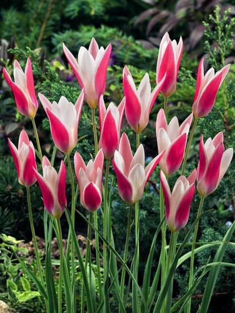 Tulip Clusiana -- Bluestone Perennials Tulip White, Planting Tulips, Fall Bulbs, Planting Plan, Tulip Bulbs, Deck Garden, Fall Plants, Bulb Flowers, Planting Bulbs