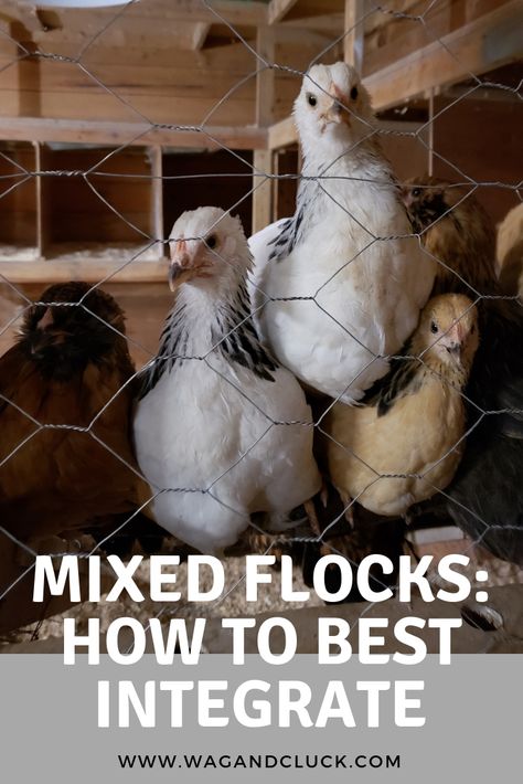 How To Successfully Integrate New Chickens Or Pullets Into A Flock - Wag and Cluck Introducing New Chickens To The Flock, Pullets Chickens, Chicken Flock, Bantam Chickens, Parrot Pet, Coop Design, Backyard Chicken Farming, Farm Lifestyle, Backyard Flocks