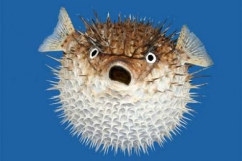 Pufferfish face Feeling Uncomfortable, Creature Marine, Bawah Air, Salt Water Fishing, Deep Sea Creatures, Puffer Fish, Ocean Creatures, Sea Animals, 귀여운 동물