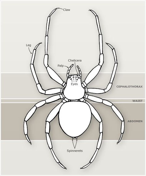 Spider Body Parts Spider Anatomy Drawing, Spider Anatomy, Parts Of A Spider, Spider Diagram, Spider Character, Spider Unit, Fauna Illustration, House Spider, Cool Tattoo Drawings