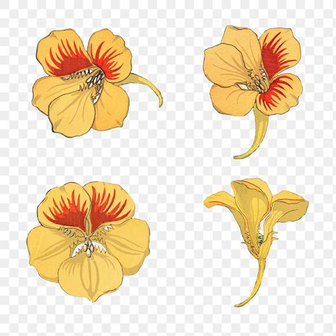 Nasturtium Flower, Flower Parts, Floral Art Nouveau, Buttercup Flower, Art Nouveau Pattern, Art Nouveau Flowers, Art Nouveau Floral, Parts Of A Flower, Flower Yellow