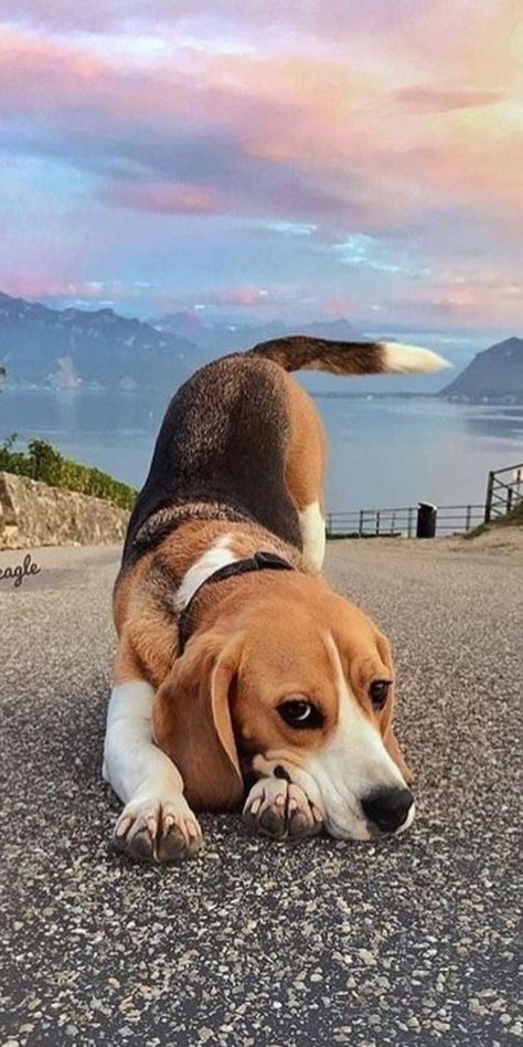 Begal Dogs, Beagle Aesthetics, Beagle Wallpaper, Beagle Dog Puppies, Beagles Puppy, Beagle Pictures, Family Dogs Breeds, Baby Beagle, Benfica Wallpaper