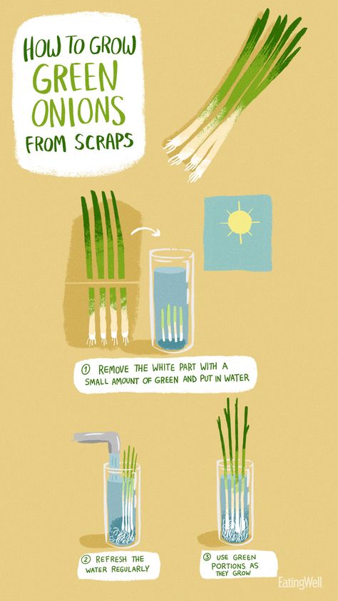 How To Grow Food, How To Grow Fruits And Veggies At Home, Fruits To Grow Indoors, Diy Plant Food For Vegetables, How To Make Plant Food At Home, What Food Can You Grow Indoors, How To Grow Food From Scraps, Grow Food From Kitchen Scraps, Planting Food