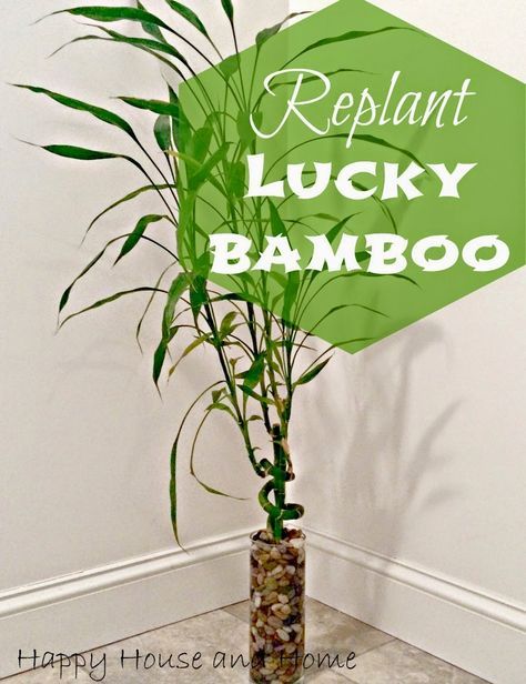 Replant Lucky Bamboo Lucky Bamboo Decor, Lucky Bamboo Care, Bamboo House Plant, Indoor Bamboo Plant, Indoor Plants Tips, Lucky Bamboo Plants, Merry Monday, Bamboo Care, Bamboo House Design