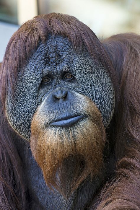 Orangutan Male Orangutan, Regnul Animal, Great Ape, San Diego Zoo, Rare Animals, Airbrush Art, Animal Faces, Primates, Animals Of The World