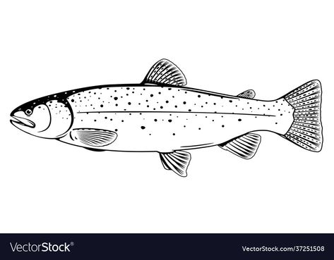 Trout Outline, Trout Illustration, Sea Drawings, Trout Tattoo, Fish Outline, Pottery Fish, Rainbow Trout Fishing, Trout Fish, Tiny Tattoo