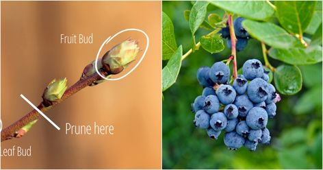 How & When to Prune Blueberry Bushes for Bountiful Berries Every Year Blueberry Bush Care, Pruning Blueberry Bushes, Blueberry Gardening, Raspberry Plants, Growing Blueberries, Blueberry Plant, Blueberry Syrup, Berry Bushes, Blueberry Bushes