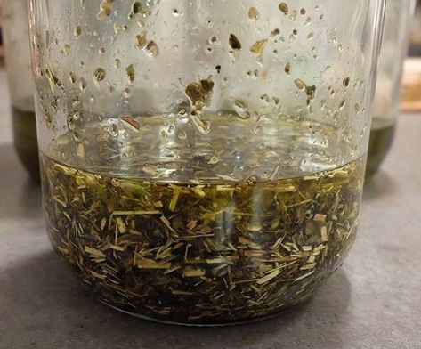 Mullein Leaf Tincture Recipe, Uses For Mullein, Mullien Leaf Oil Diy, How To Use Mullein Leaves, Mullein Leaf Tincture, How To Make Mullein Tincture, Mullen Tincture Recipe, Mullin Tincture, Mullein Root Tincture