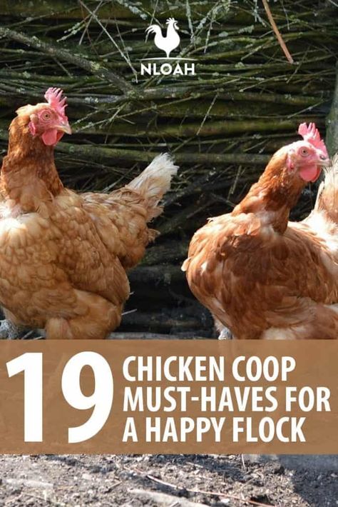 Happy Chickens, Chicken Raising, Chicken Supplies, Chicken Pen, Chicken Coup, Chicken Keeping, Chicken Coop Run, Chicken Ideas, Chicken Life