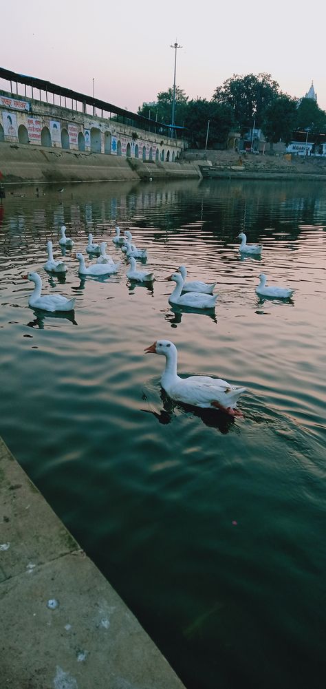 Pushkar Lake Good Morning Image Quotes, Rajasthan India, Incredible India, Lord Shiva, Good Morning Images, Morning Images, Image Quotes, When He, Shiva