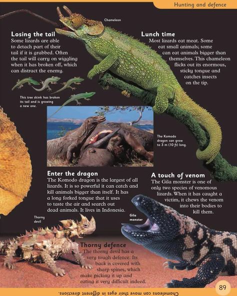 Reptile Anatomy, Enter The Dragon, Komodo Dragon, Eat Meat, Animal Facts, Komodo, Amphibians, Reptiles, Small Pets