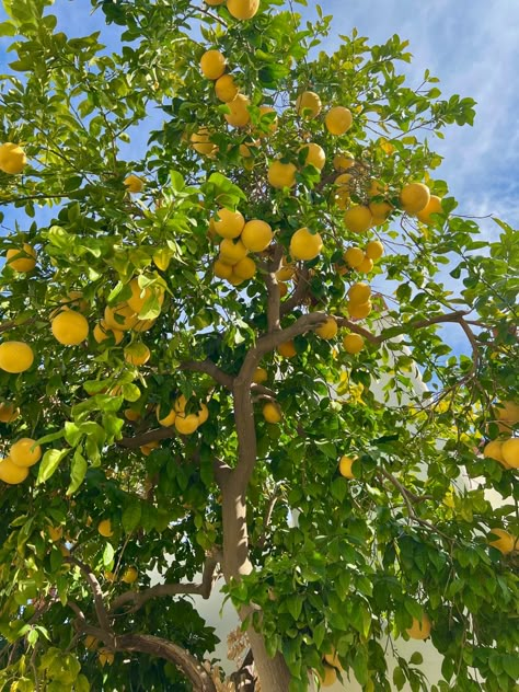 Lemon Farm, Lemon Pictures, Lemon Plant, Healthy Aesthetic, Yellow Fruit, Citrus Trees, Fruit Garden, Lemon Tree, Yellow Aesthetic