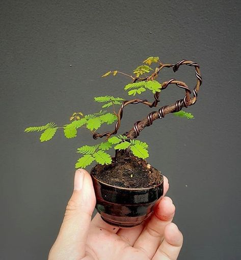 Makahiya Plant, Garden Bonsai Tree, Bonsai Tree Types, Mame Bonsai, Bonsai Soil, Bonsai Styles, Mini Bonsai, Moss Garden, Tiny Plants