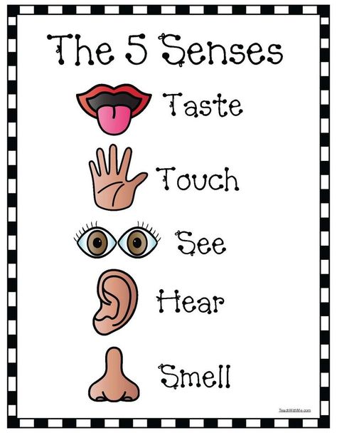 5 Senses Anchor Chart, Senses Anchor Chart, 5 Senses Craft, 5 Senses Preschool, 5 Senses Worksheet, Five Senses Worksheet, Five Senses Preschool, 5 Senses Activities, The 5 Senses