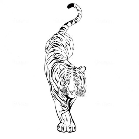 hand drawn fine line unique tattoo design Soft Tiger Tattoo, Tiger Linework Tattoo, Tiger Drawing Tattoo, Line Work Tiger Tattoo, Women Tiger Tattoo, Tiger Tattoo Drawing, Tiger Tattoo Stencil, Fine Line Tiger Tattoo, Tattoo Stencil Designs