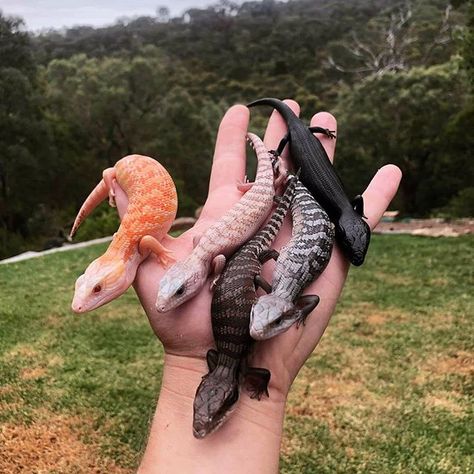 Check out these awesome skinks!  From left to right: albino white northern wildtype anery melanistic  Photo credit: @jurassicjungle18 . . . . . . . #skink #skinks #bluetongueskink #reptile #reptiles #animal #animals #beauty #beautiful #rainbow #black #white #orange #grey #lizard #lizards #australia #north #crazy #viral Red Eyed Crocodile Skink, Crocodile Skink, Snake Turtle, White Tongue, Bat Dog, Blue Tongue Skink, Pet Lizards, Brushing Your Teeth, Animal Conservation