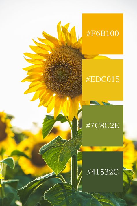 A bright green-yellow color palette centered around a vibrant sunflower, with lush green leaves and golden-yellow petals, radiating warmth and vitality. Sunflower Color Scheme, Yellow Palette Colour Schemes, Bright Green Color Palette, Yellow And Green Aesthetic, Green Yellow Color Palette, Color Palette Code, Green And Yellow Color Palette, Color Scheme Generator, Yellow Color Palette