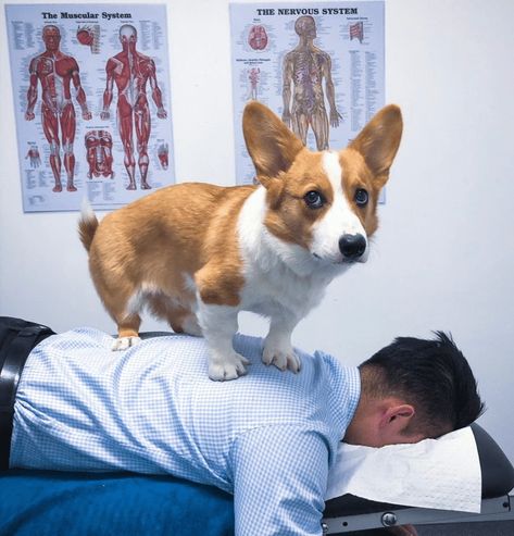 Massage Meme, Challenges Funny, Back Massage, Pembroke Welsh Corgi, Funny Animal Memes, Canine Companions, Funny Animal Pictures, Giving Back, 귀여운 동물