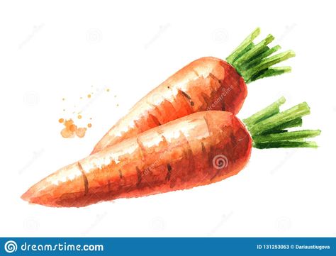 Fresh Carrots. Watercolor Hand Drawn Illustration Isolated on White Background. Stock Illustration - Illustration of plant, green: 131253063 Carrots Watercolor, Carrot Painting, Carrot Watercolor, Carrot Drawing, Carrot Colour, Fresh Carrots, Vegetable Painting, Dance Photography Poses, Hand Drawn Illustration