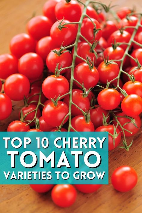 Cherry tomatoes are the most popular type of tomato grown for fresh eating. They're small, sweet and juicy with a thin skin that's easy to peel off after cooking or drying them out - so they're perfect for sauces too! Check out our top 10 cherry tomatoes below before you start planting your garden this year. Gardening Veggies, Growing Cherry Tomatoes, Types Of Cherries, Growing Tomato, Preserving Tomatoes, Best Herbs To Grow, Tomato Fertilizer, Cherry Tomato Plant, Tomato Varieties