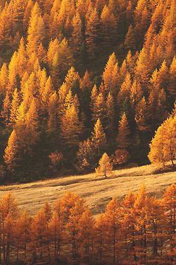 Fall forest fall forest forest autumn fall autumn pictures France Photos, Autumn Scenery, Best Seasons, Autumn Beauty, Seasons Of The Year, Autumn Aesthetic, Lombok, In The Woods, Beautiful World