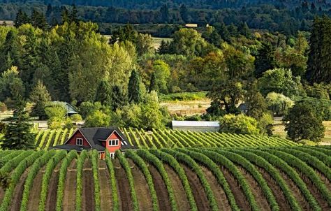 17 Awesome Things To Do In Oregon This Summer Oregon Vineyards, Cruise Weddings, Oregon Wineries, Cruising With Kids, Vintage Cruise, Santorini Grecia, West Coast Travel, Oregon Wine Country, Willamette Valley