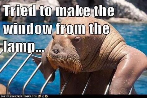 Seal Puns, Jokes To Tell, Party Jokes, Jokes Humor, Funny Jokes To Tell, Funny Good Morning Quotes, Corny Jokes, Super Funny Quotes, Love Quotes Funny