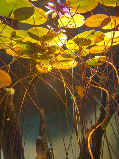 Water Lily Underwater, Underwater Pond Photography, Lotus Underwater, Ocean Reference Photo, Pond Underwater, Underwater Pond, Underwater Lake, Underwater River, Another Green World