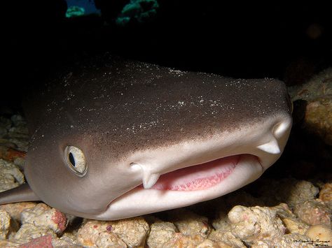 Triaenodon obesus - White tip reef shark by Philippe Guillaume White Tip Shark, Oceanic White Tip Shark, Albino Rainbow Shark, Shark Mouth Open, White Tip Reef Shark, Black Tip Reef Shark, White Tipped Reef Shark, Shark Boy, Underwater Beauty