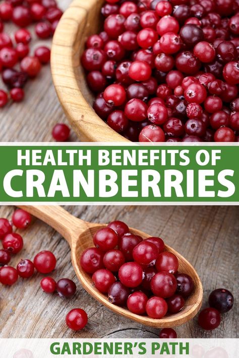 If you’re like me, you love to enjoy cranberries around the holidays. Once you learn about their potential health benefits, you’ll want to incorporate them into your diet year-round – or maybe even grow your own! Their nutritional value makes them an excellent choice any time. #cranberries #health #gardenerspath Cranberries Benefits, Cranberry Benefits For Women, Benefits Of Cranberries, Cranberry Tablets, Cranberry Health Benefits, Cranberry Recipes Healthy, Cranberry Pills, Cranberry Benefits, Fruit Benefits