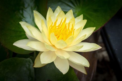 Yellow Lotus Flower, Yellow Lotus, Lotus Art, Lotus Flowers, Photo Beautiful, Pastel Drawing, Photo Editing Software, Water Lily, Water Lilies