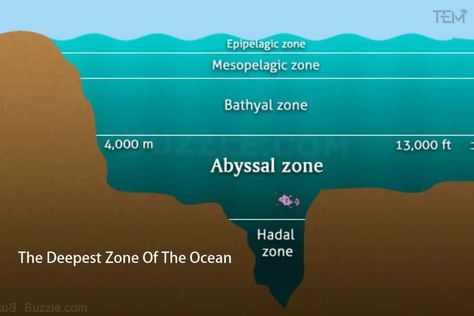 deppest-zone Hadal Zone, Ocean Bed, Ocean Trench, God Of The Underworld, Greek God, The Underworld, Marine Biology, Greek Gods, Underworld