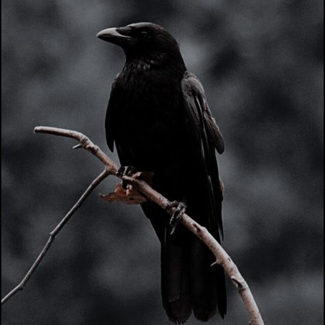 Scythe Aesthetic, Neal Shusterman, Kate Stewart, Raven Queen, Crows Ravens, Fantasy Aesthetic, Aesthetic Images, Medieval Fantasy, Crows