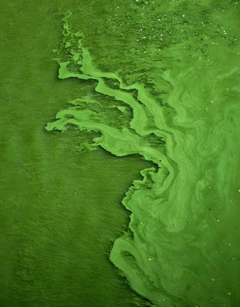 What Is Eutrophication and Why Should It Matter More | This is when lots of nutrients flow into a waterway, stimulating algae growth and using up oxygen. #ecogardens #environmentalstewardship #eutrophication #waterways #algaegrowth #oxygen Green Algae, Eco Friendly Kitchen, Surface Water, Eco Friendly House, Painting Wallpaper, Free Wallpaper, Green Living, Mother Earth, Fish Tank