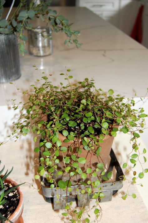 This links to a post from "The Indoor Garden" blog. The post has great info and care instructions so your Wire plant can live with you for years. Creeping Wire Vine, Rustic Greenhouses, Wire Vine, Vining Plants, Wire Plant, Succulent Garden Diy, Inside Plants, Interior Plants, House Plant Care