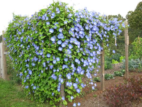 Morning Glory Vine, Trellis Garden, Blue Morning Glory, Morning Glory Flowers, Blue Morning, Fragrant Plant, Trellis Plants, Master Gardener, Raised Bed