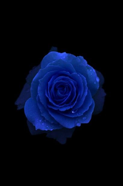 Dark Blue Roses Wallpaper, Dope Wallpaper Iphone, Blue Roses Wallpaper, Flowers Black Background, Blue Rose Tattoos, Blue Flower Wallpaper, Roses Wallpaper, Butterflies Art, Beautiful Butterflies Art