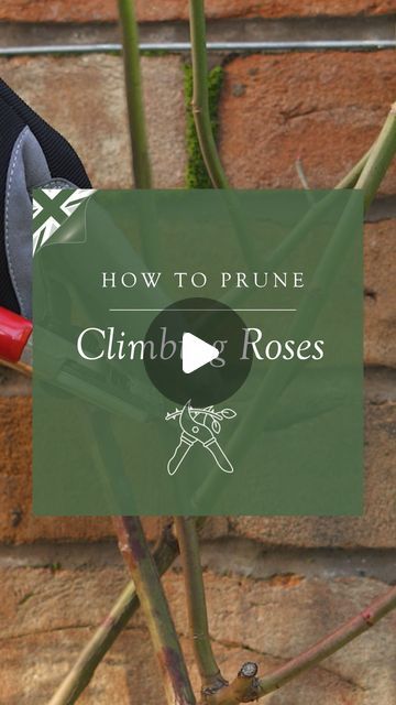 David Austin Roses on Instagram: "Watch our informative video where one of our rose experts demonstrates the art of training and pruning a repeat-flowering climbing rose! When pruning climbers, focus on two key aspects: first, select and nurture strong growth from the plant’s base. Second, train stems to fan out, positioning them nearly horizontal to encourage new shoots along the stem. This method ensures healthy and vigorous growth. If your climbing rose is in its first year, it’s still in the crucial stage of root establishment, essential for robust growth. Therefore, only minimal pruning is recommended. For more expert pruning tips and guidance, dive into our comprehensive pruning guide in our bio. ✂️ #davidaustinroses #pruning #gardening #climbingroses" Claire Austin Rose, Pruning Climbing Roses, Climbing Rose, David Austin Roses, David Austin, Climbing Roses, First Year, Climbing, Austin