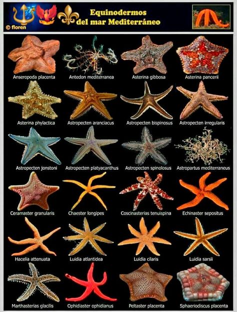 Types Of Starfish, Cool Sea Creatures, Oceanography Marine Biology, Fish Chart, Starfish Tattoo, Pig Breeds, Mermaid Books, Krishna Drawing, Marine Conservation