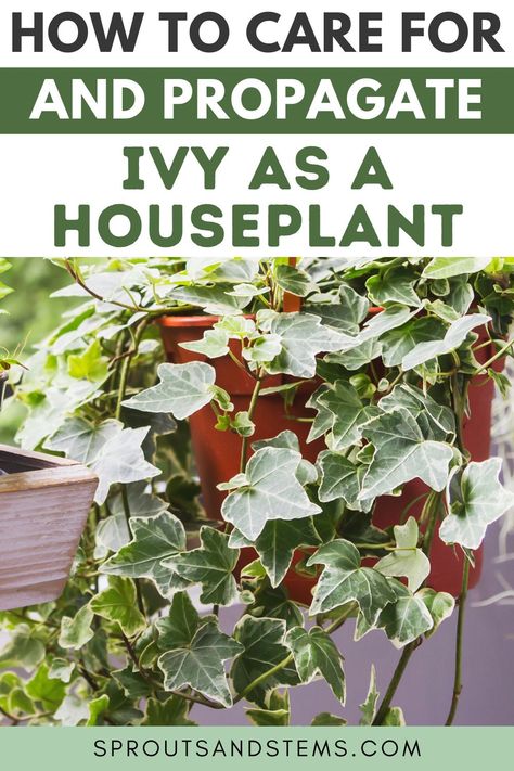 Ivy Plants Indoor, Diy Ivy Wall Outdoor, Growing Ivy Indoors, Ivy Care Indoor, Propagating Ivy Plants, How To Propagate Ivy, Potted Ivy Indoor, How To Propagate Ivy Plant, Climbing Ivy Indoor