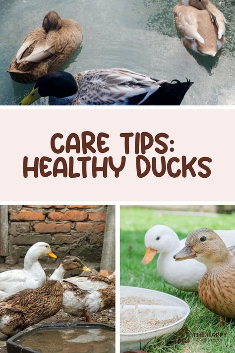 Ducks in various settings with text overlay "Care Tips: Healthy Ducks" indicating content related to duck welfare advice. Keeping Ducks Cool In Summer, Duck Care, Keeping Ducks, Duck Feed, Duck Breeds, Raising Quail, Raising Ducks, Pet Ducks, Cast Iron Tub