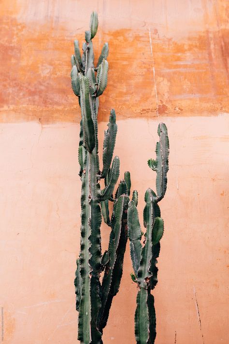 Cactus Against Orange Wall Download this high-resolution stock photo by Maja Topcagic from Stocksy United. Foto Muro Collage, Kaktus Dan Sukulen, Collage Des Photos, Collage Mural, Perfect Gallery Wall, Gold Poster, Soyut Sanat Tabloları, Orange Walls, Orange Aesthetic