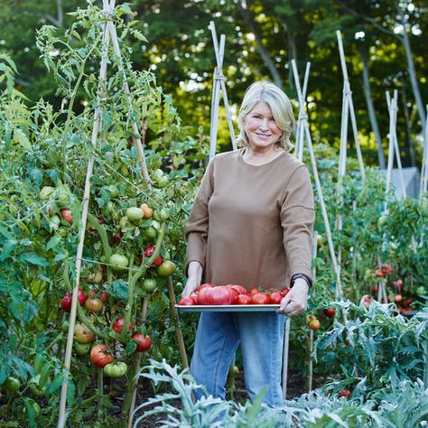 Martha Stewart Decorating, Martha Stewart Cooking School, Tomatoes In Containers, Preserving Tomatoes, Preserving Vegetables, Tomato Varieties, Tomato Farming, Garden Paradise, Growing Tomatoes In Containers