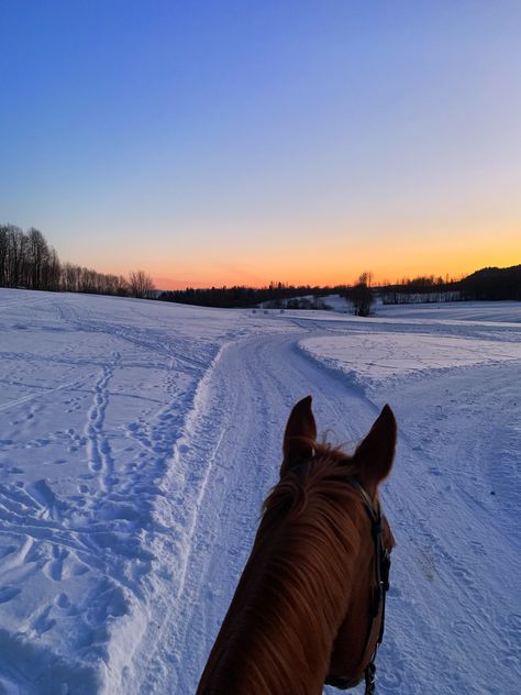 Winter Horse Aesthetic, Horseback Riding Aesthetic, Horse In Snow, Horse Snow, Horse Healing, Horses In Snow, Horsey Life, Strongest Animal, Winter Horse