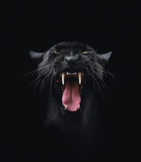 Dark Panther, Black Jaguar Animal, Wild Panther, Jaguar Wallpaper, Panther Cat, Jaguar Animal, Wild Animals Pictures, Black Jaguar, Black Tigers