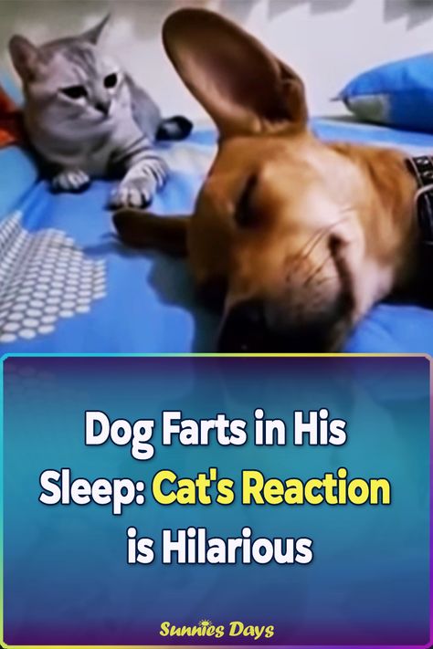 Watch the cat’s reaction when this dog farted in his sleep, it’s hysterical! The most known dog breeds that fart the most in their sleep are French Bulldogs. Christmas Sweets Recipes, Dog Farts, Cat S, Christmas Sweets, French Bulldogs, Sweets Recipes, Sunny Days, Dog Breeds, French Bulldog