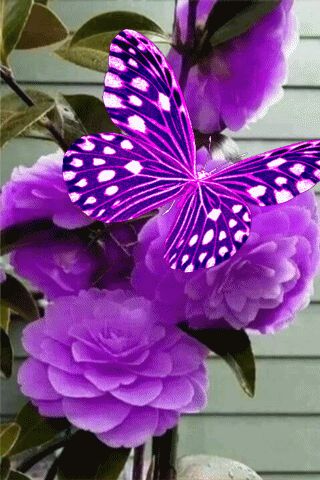 Butterflies Animation, Butterfly Gif, Butterfly Video, Blue Roses Wallpaper, Flowers Black Background, Beautiful Butterfly Pictures, Butterfly Wallpaper Backgrounds, Beautiful Butterflies Art, Flowers Gif