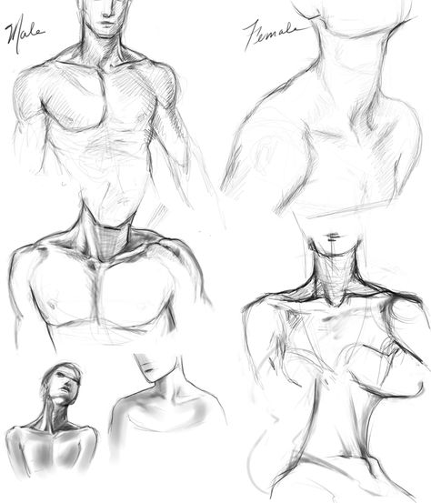 Drawing Necks And Shoulders, Paint Lessons, Shoulder Anatomy, Drawing Stuff, How To Paint, Drawing Sketches, Anatomy, Art Reference, Doodles