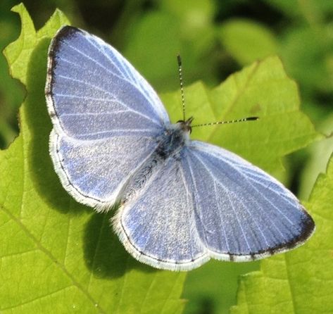 Butterfly Types, Patterns In Nature Butterfly, Blue Colour Butterfly, Pollinators Poster, Summer Azure Butterfly, Blue Swallowtail Butterfly, Hydrangea Dress, Fantasy Wings, Azure Butterfly